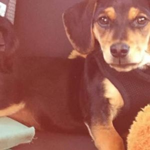 Meet your Posher, Aron